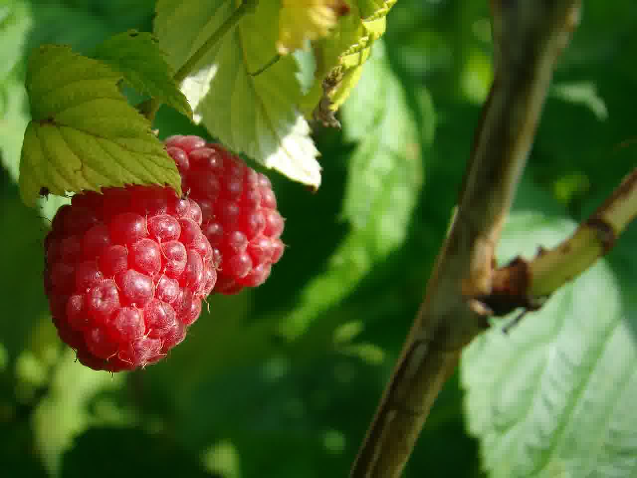 워크래프트3에서 게임을 지배하는 치트키 활용법 알아보기