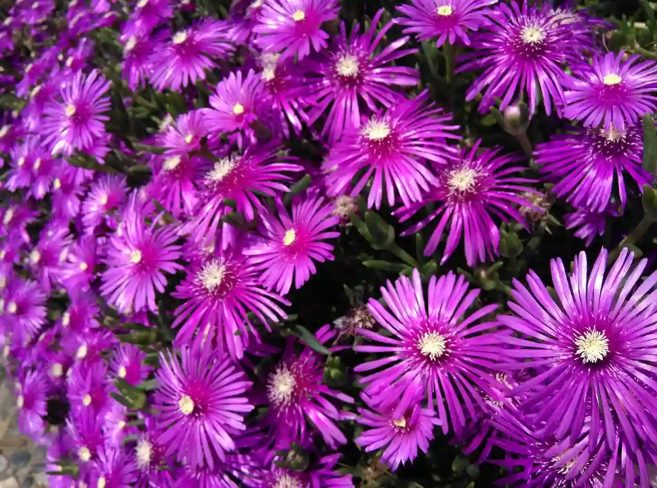 카카오메일 확인의 모든 것 PC와 모바일에서 쉽게 활용하는 꿀팁과 알아보기
