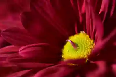 갤럭시에서 사진에 텍스트 삽입하는 꿀팁