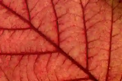 캔바 요금제 비교와 저렴하게 이용하는 꿀팁 알아보자